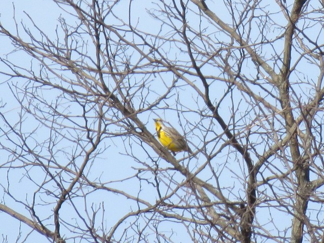 Eastern Meadowlark - ML540885431