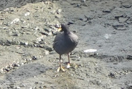 Red-gartered Coot - ML540885511