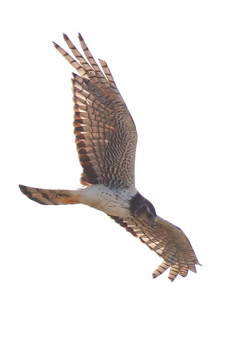 Long-winged Harrier - ML540886411