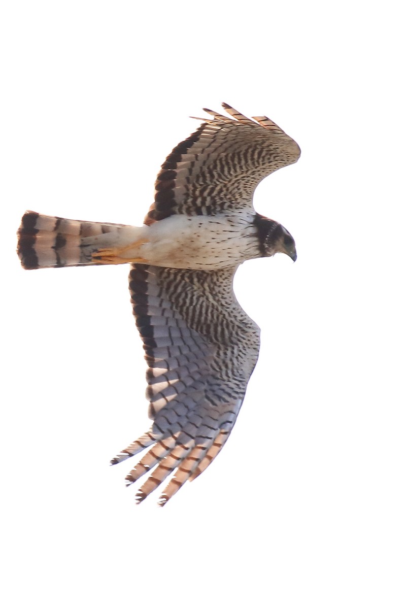 Long-winged Harrier - ML540886431