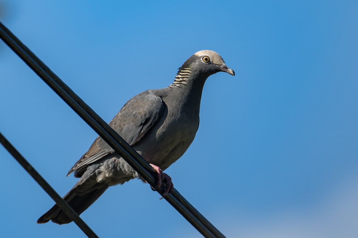 White-crowned Pigeon - Frank King