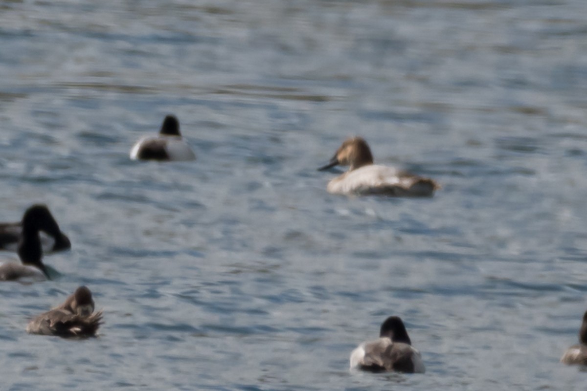 Canvasback - ML540887491