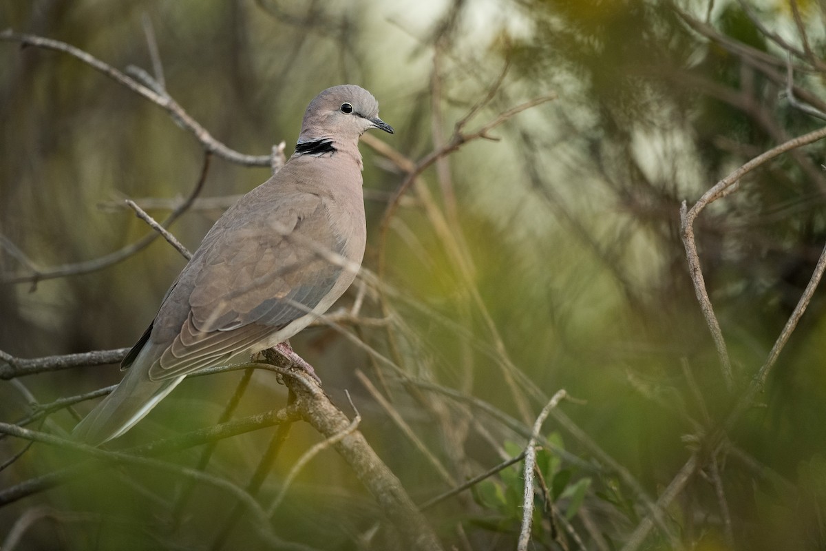 Ring-necked Dove - ML540888411