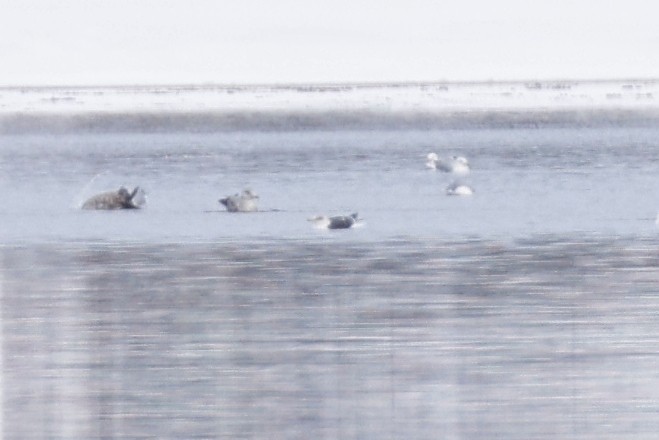 Lesser Black-backed Gull - ML540888571