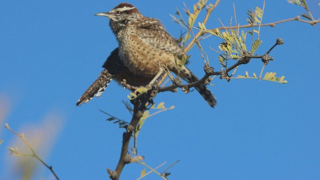 Cactus Wren - ML540889221