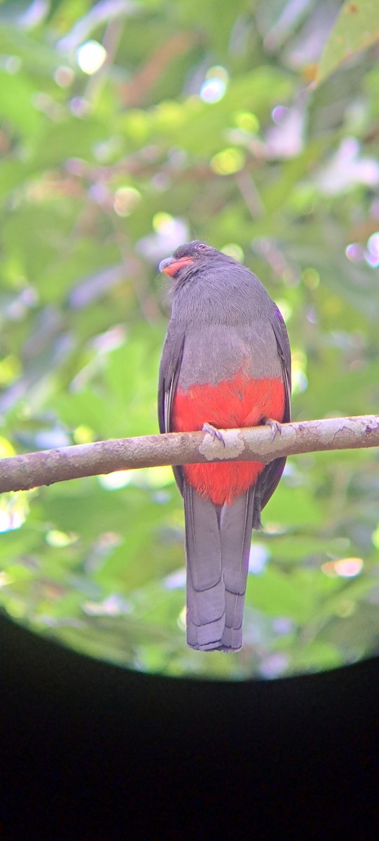 Slaty-tailed Trogon - ML540889841