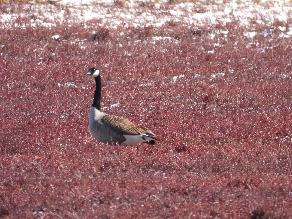 Canada Goose - ML540890731