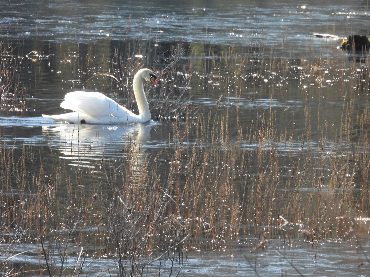 Mute Swan - ML540890741