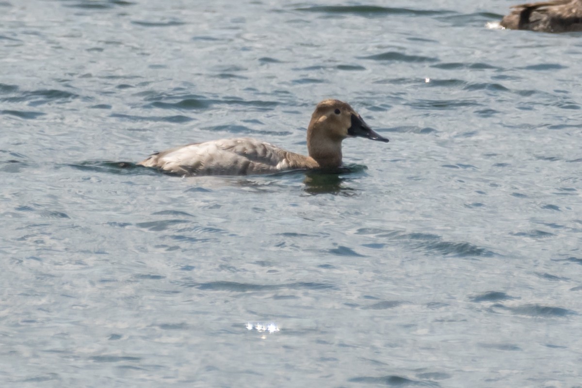 Canvasback - ML540890761