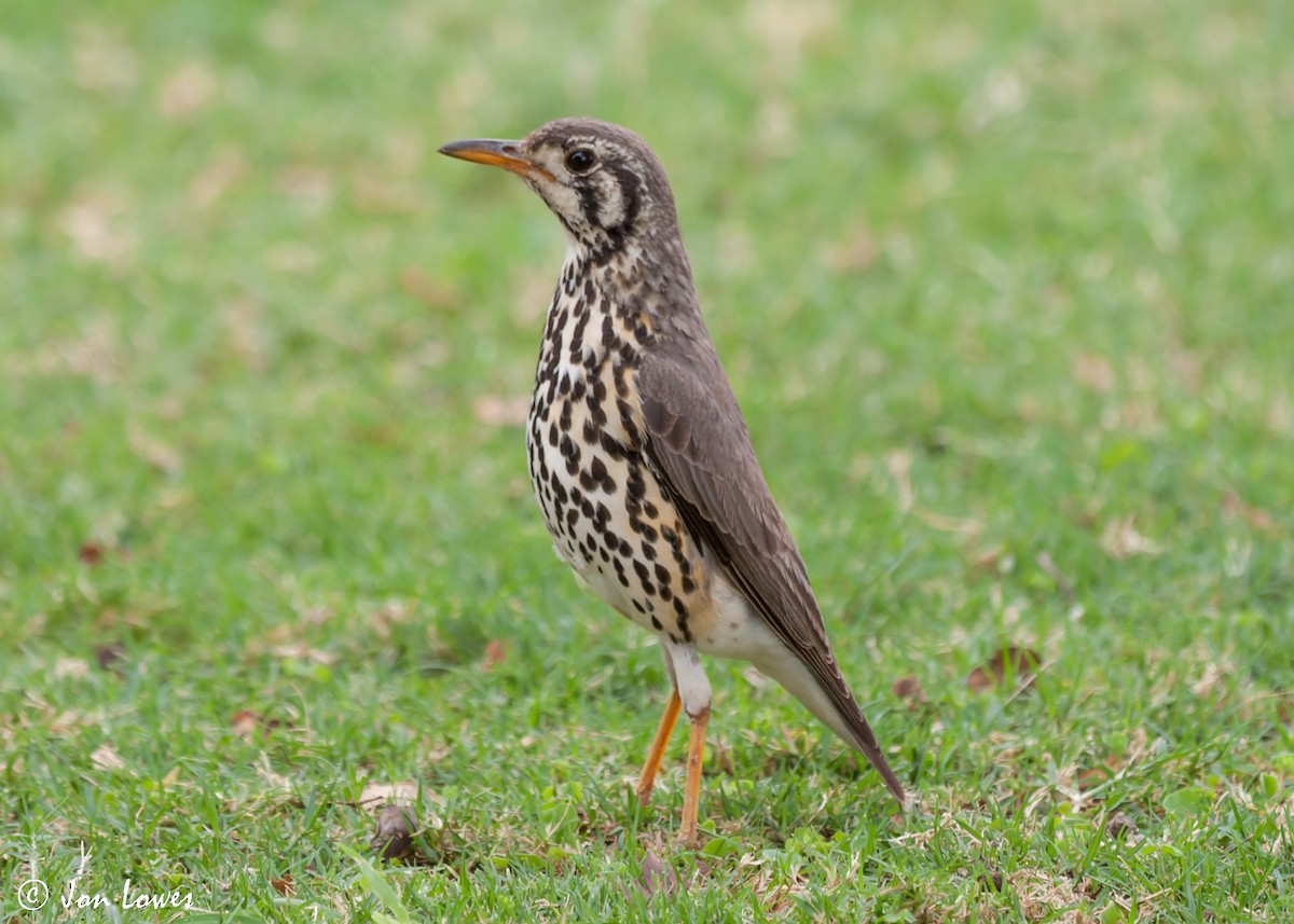 Groundscraper Thrush - ML540891841