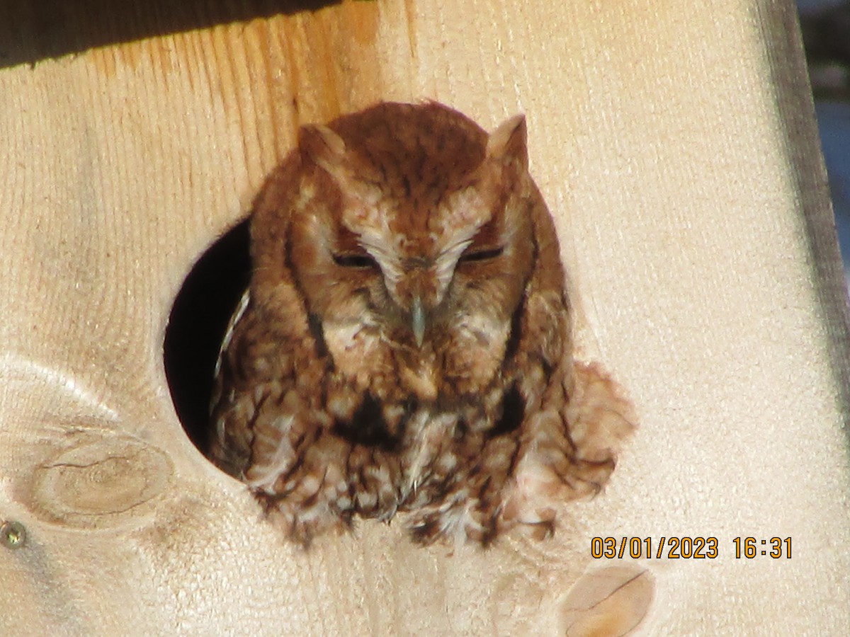 Eastern Screech-Owl - ML540891921