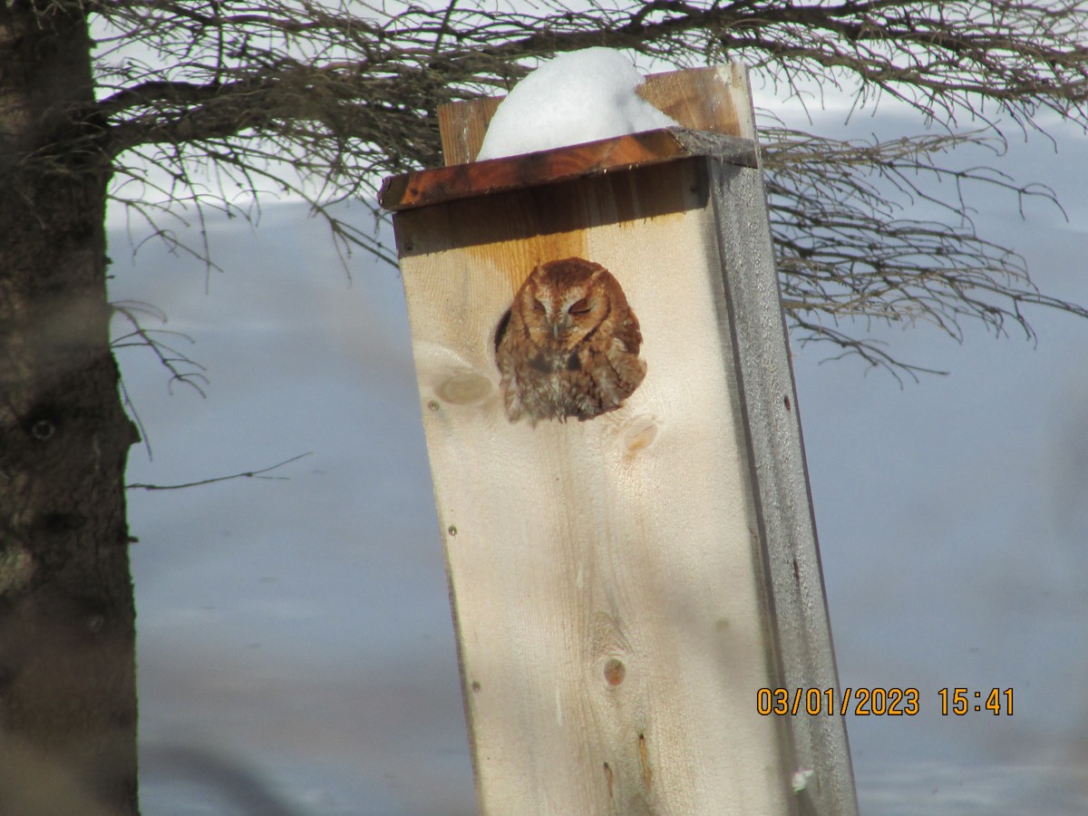 Eastern Screech-Owl - ML540891941