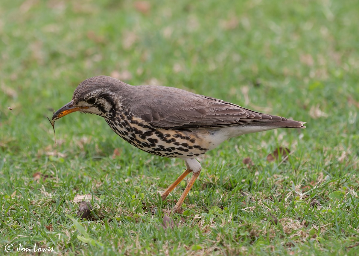 Groundscraper Thrush - ML540891991