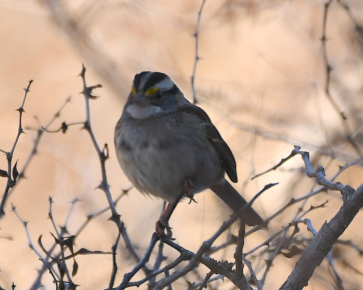 White-throated Sparrow - ML540892931