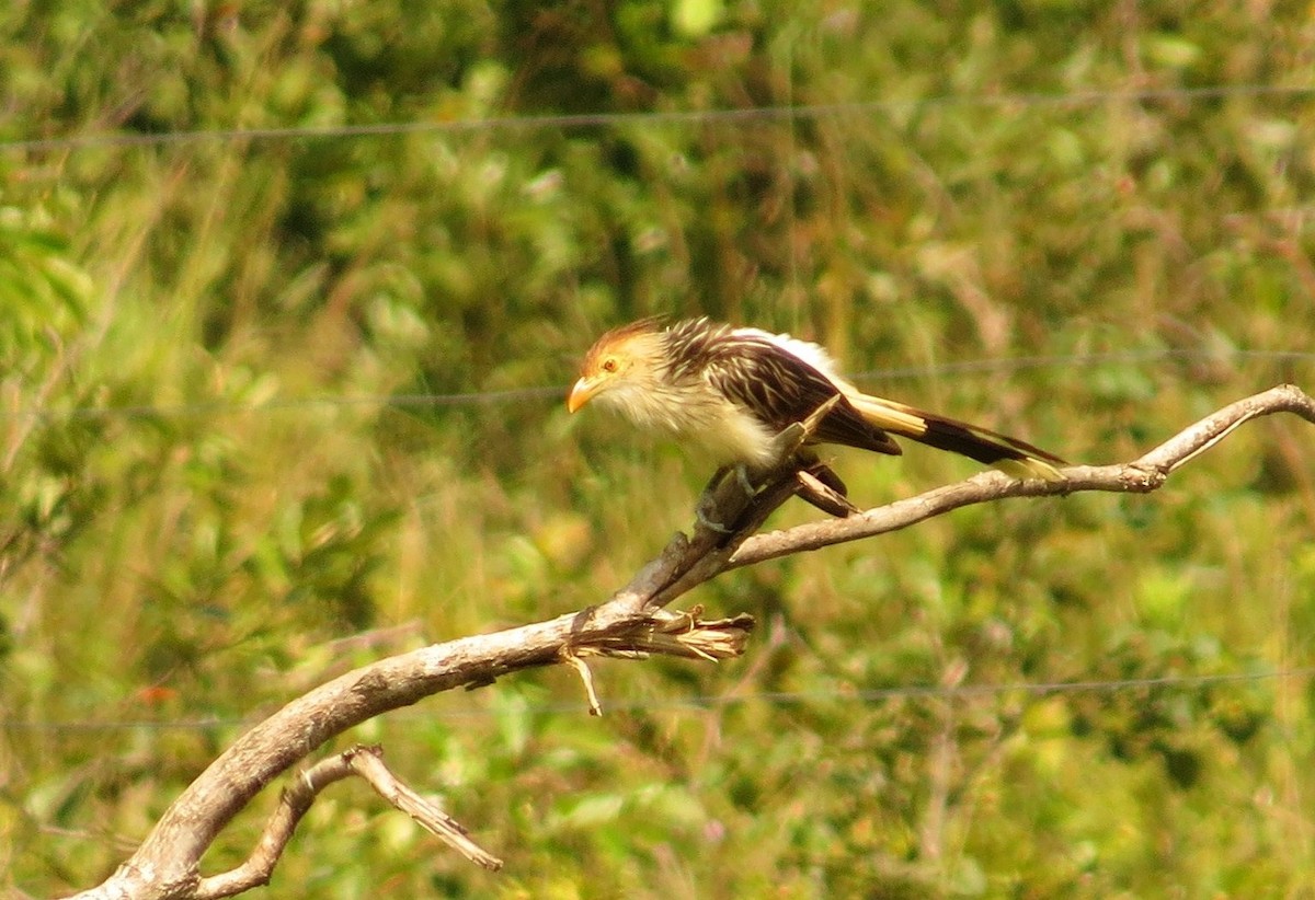 Guira Cuckoo - ML54089301