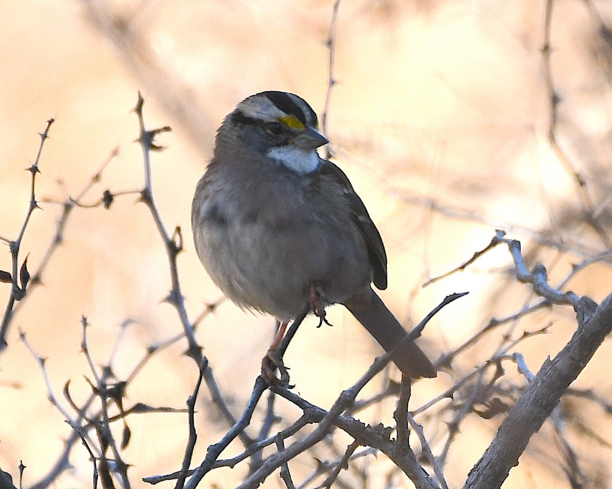White-throated Sparrow - ML540893371