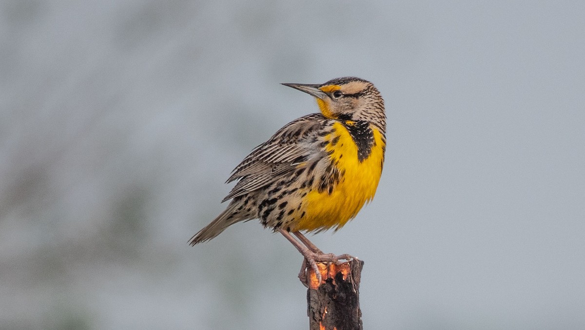 Eastern Meadowlark - ML540893451