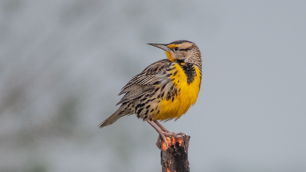 Eastern Meadowlark - Gale VerHague