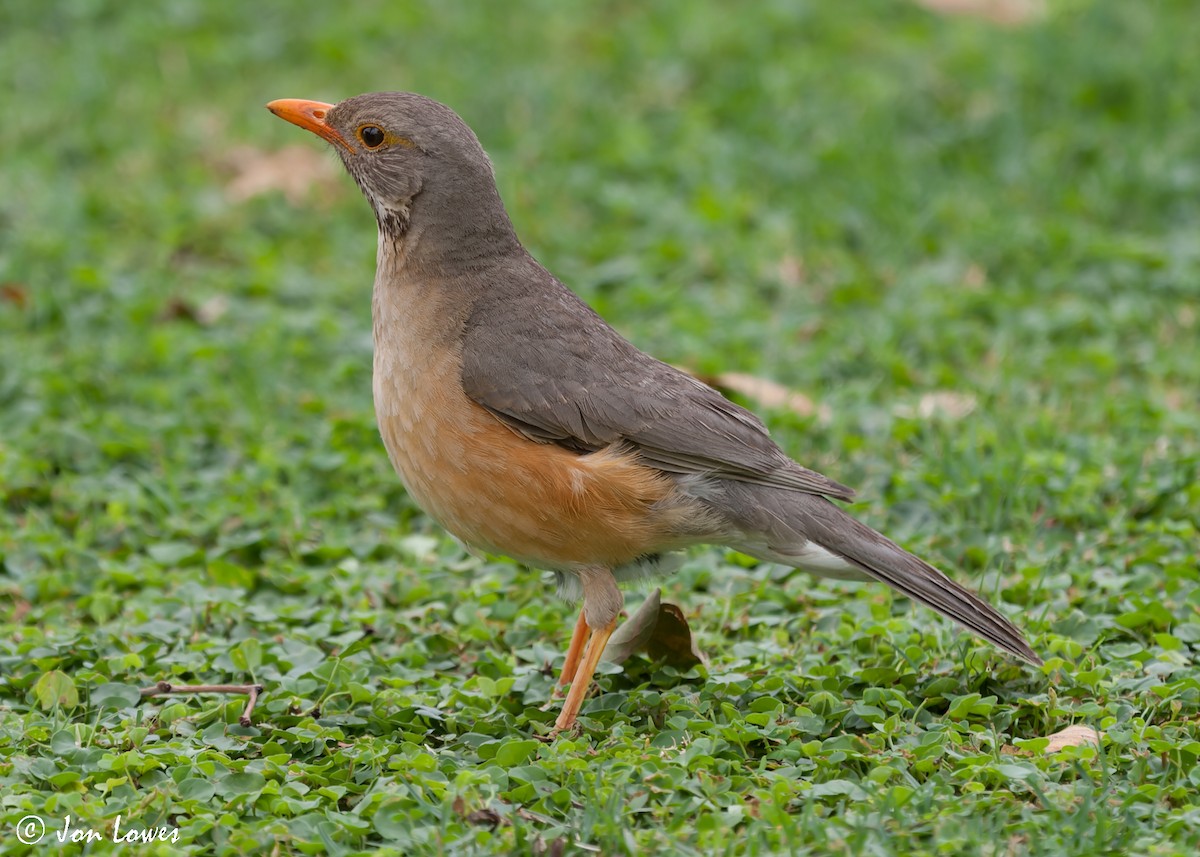 Kurrichane Thrush - ML540894361