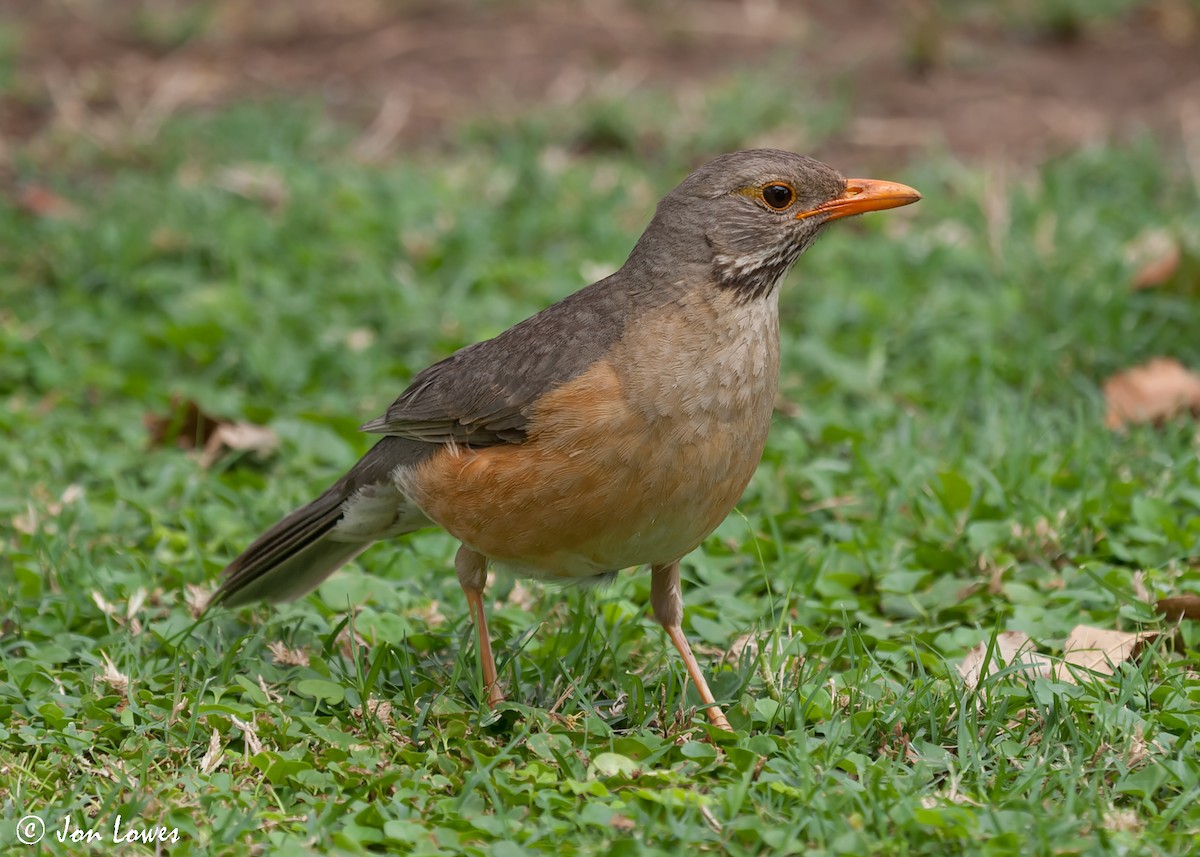 Kurrichane Thrush - ML540894391