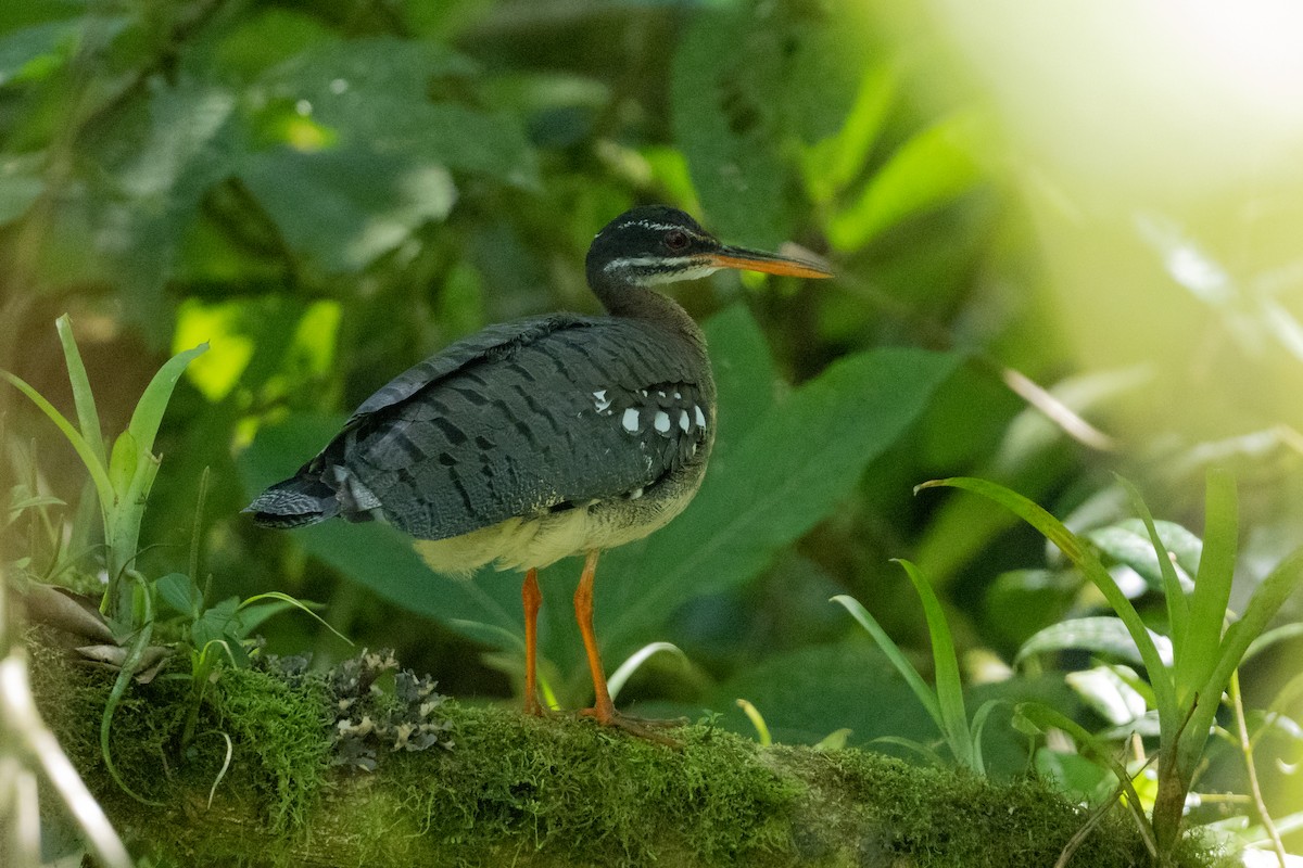 Sunbittern - ML540894471