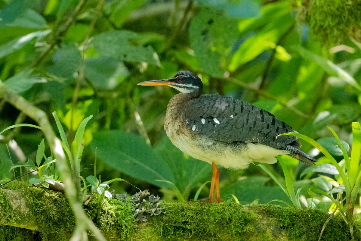 Sunbittern - ML540894501