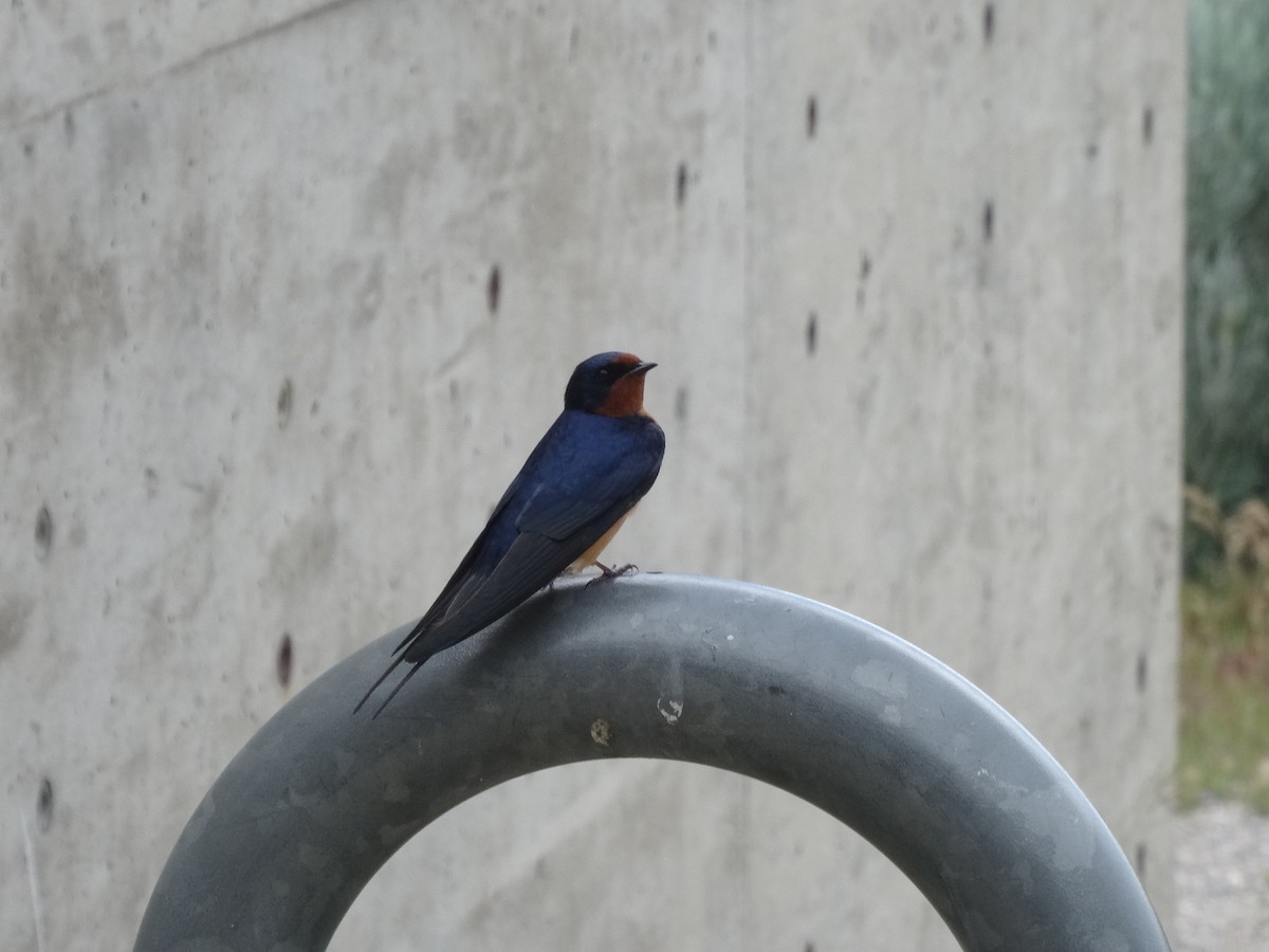 Barn Swallow - ML540894561