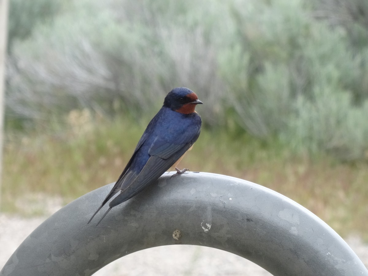 Barn Swallow - ML540894571