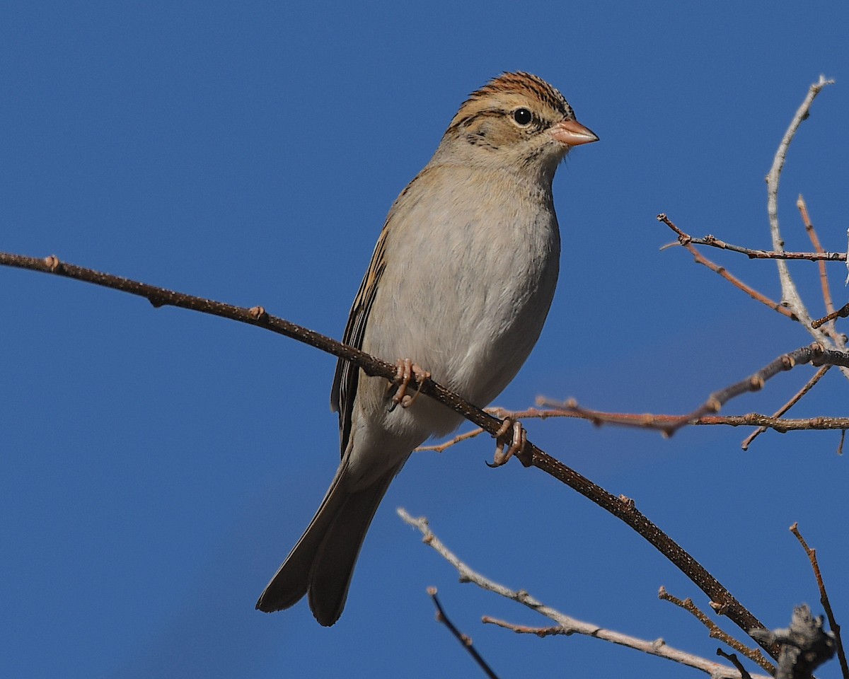 Chipping Sparrow - ML540894671