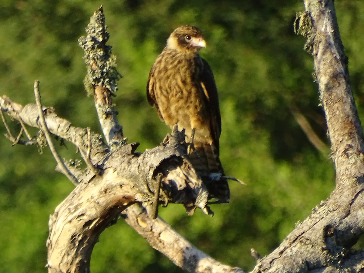 Yellow-headed Caracara - ML540896541