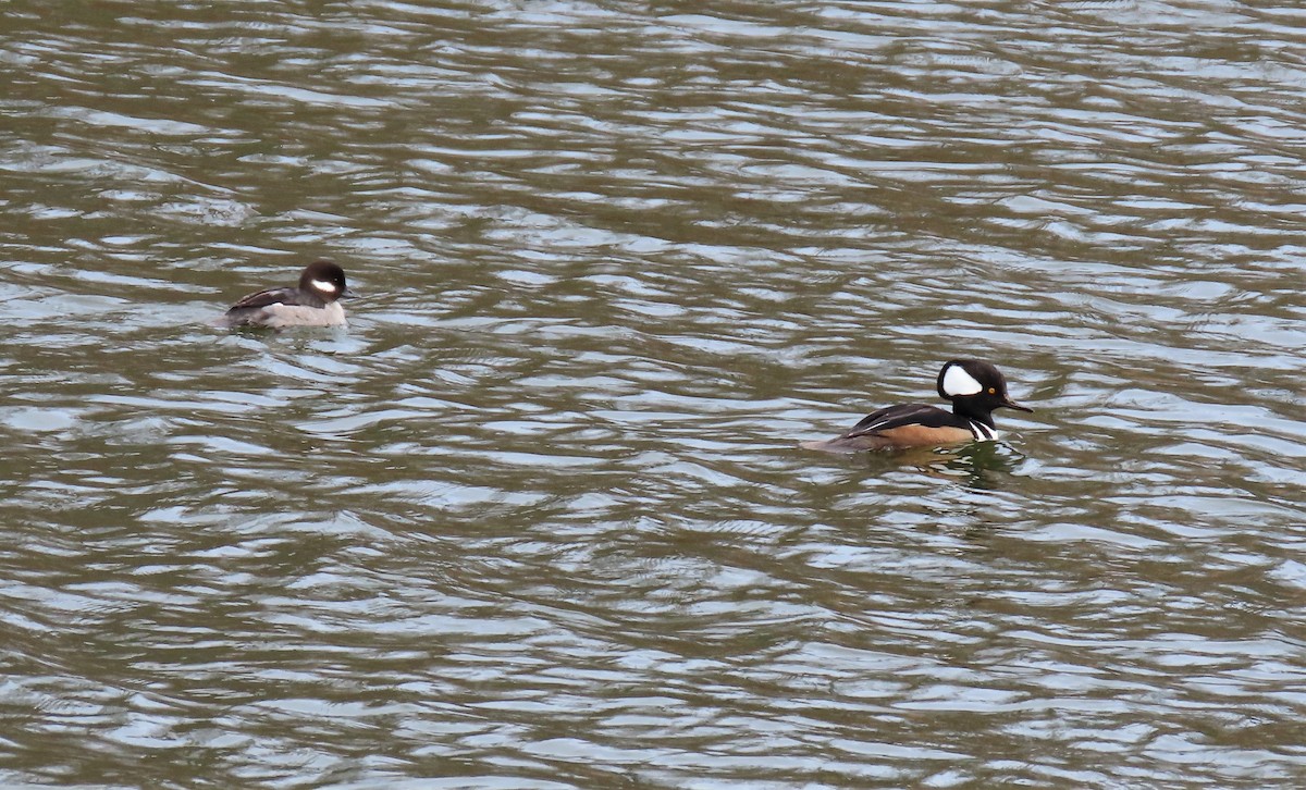 Bufflehead - ML540896601