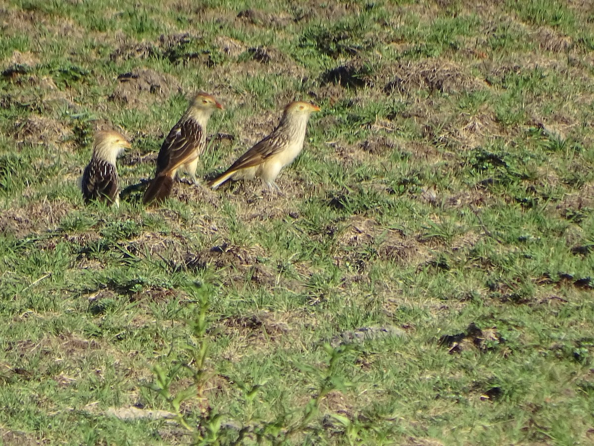 Guira Cuckoo - ML540896681