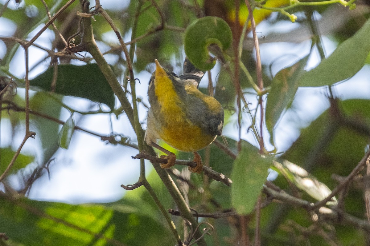Northern Parula - ML540896901