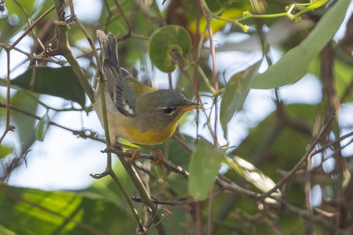 Northern Parula - ML540896951