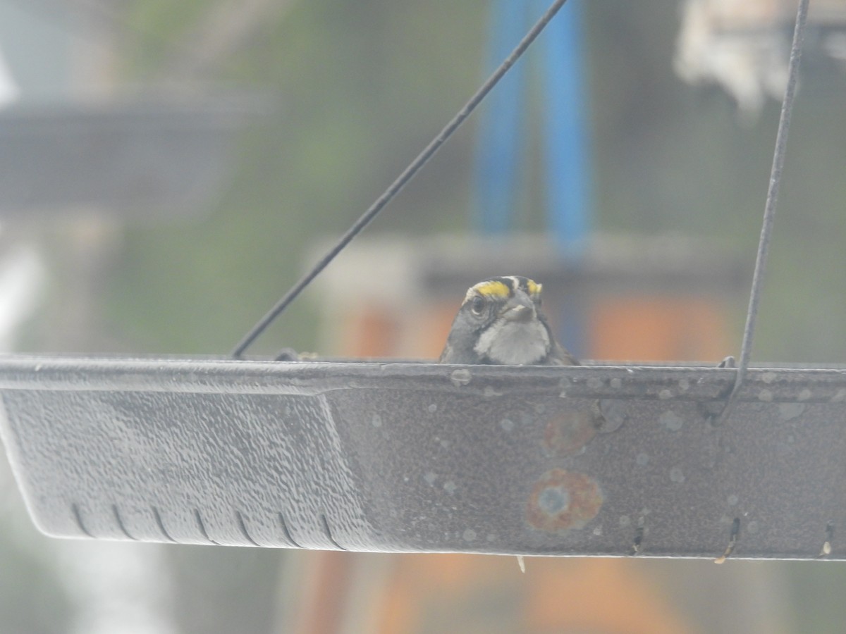 White-throated Sparrow - ML540896961