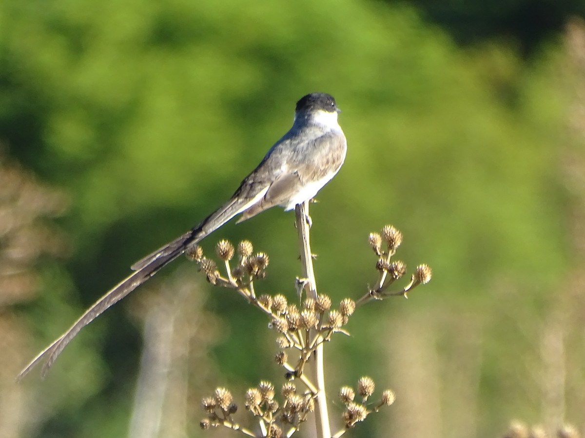 Fork-tailed Flycatcher - ML540897061