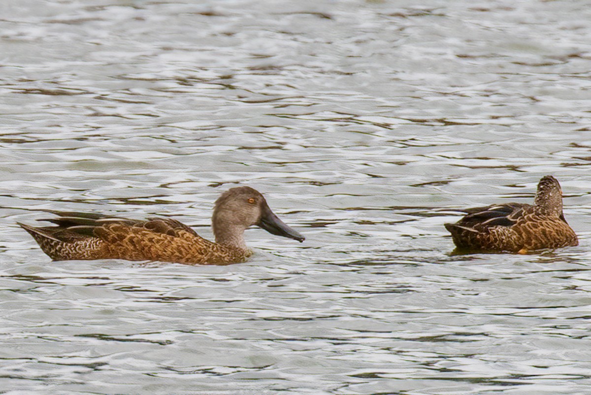 Australasian Shoveler - Kathleen Keef