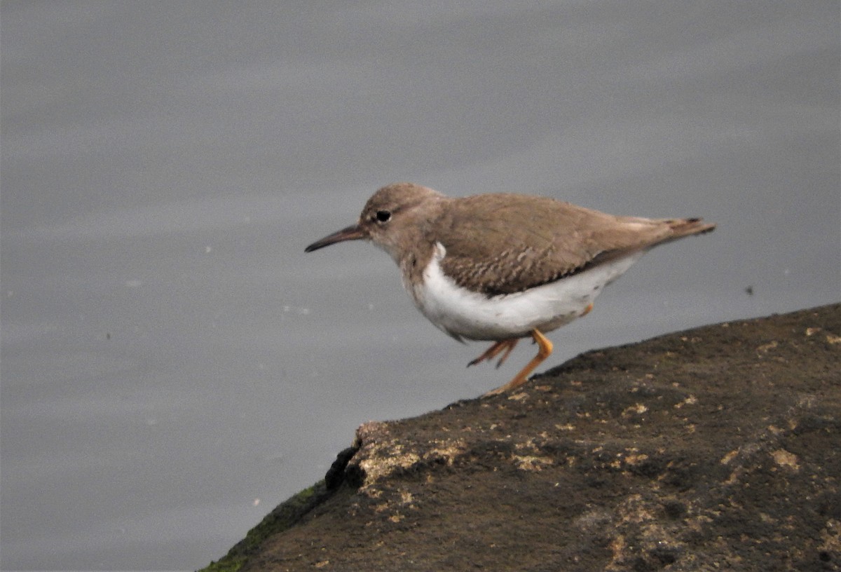 Spotted Sandpiper - ML540897591