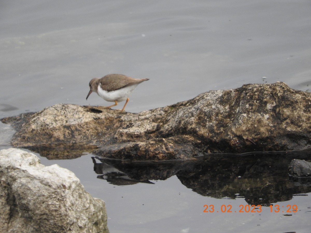 Spotted Sandpiper - ML540897601