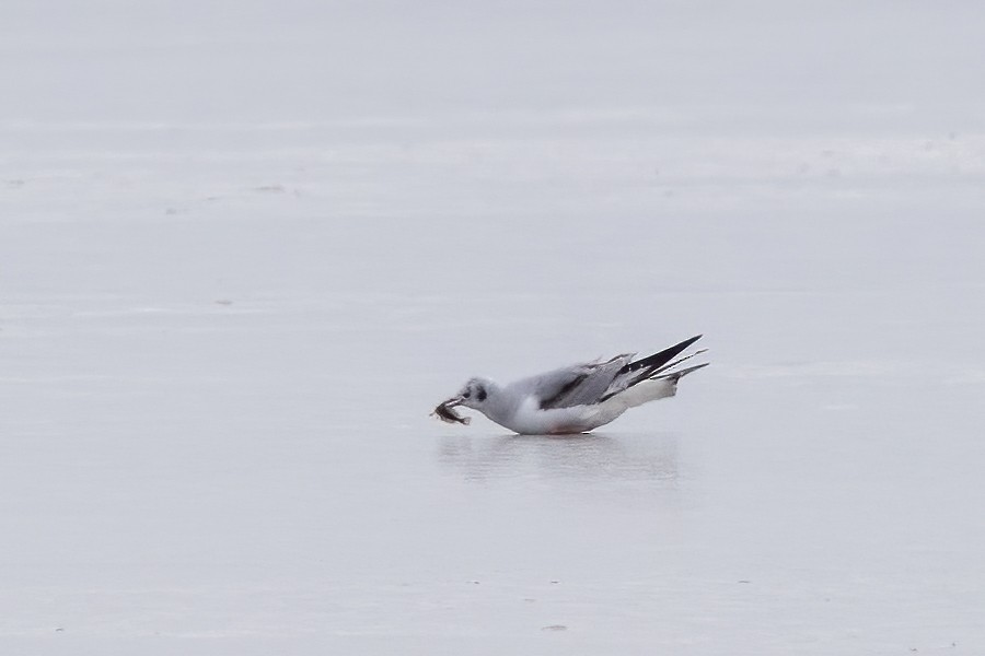 Bonaparte's Gull - ML540897791