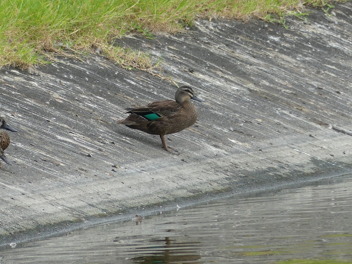 Pacific Black Duck - Brian and Meg Johnson