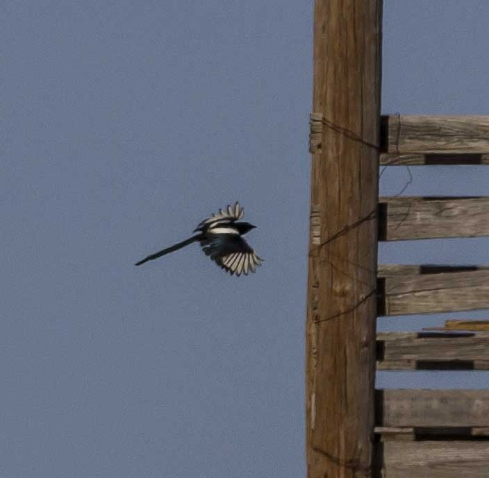 Black-billed Magpie - ML54089851