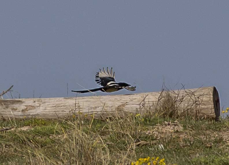 Black-billed Magpie - Rod Goodwin