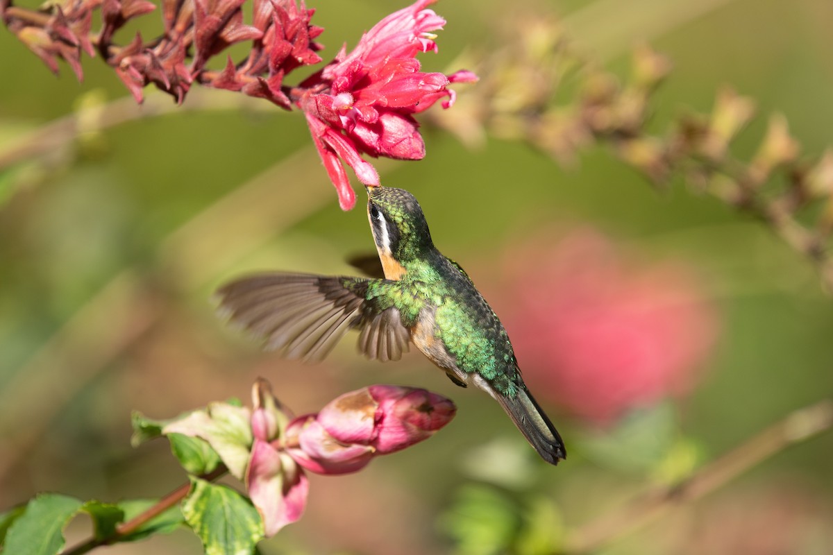 kolibřík fialovohrdlý - ML540898691