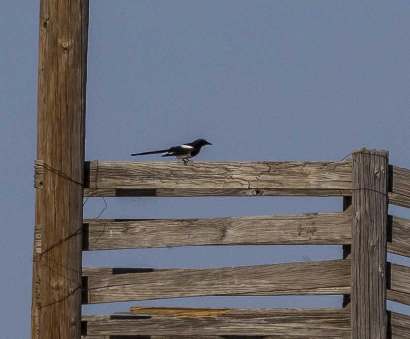 Black-billed Magpie - Rod Goodwin