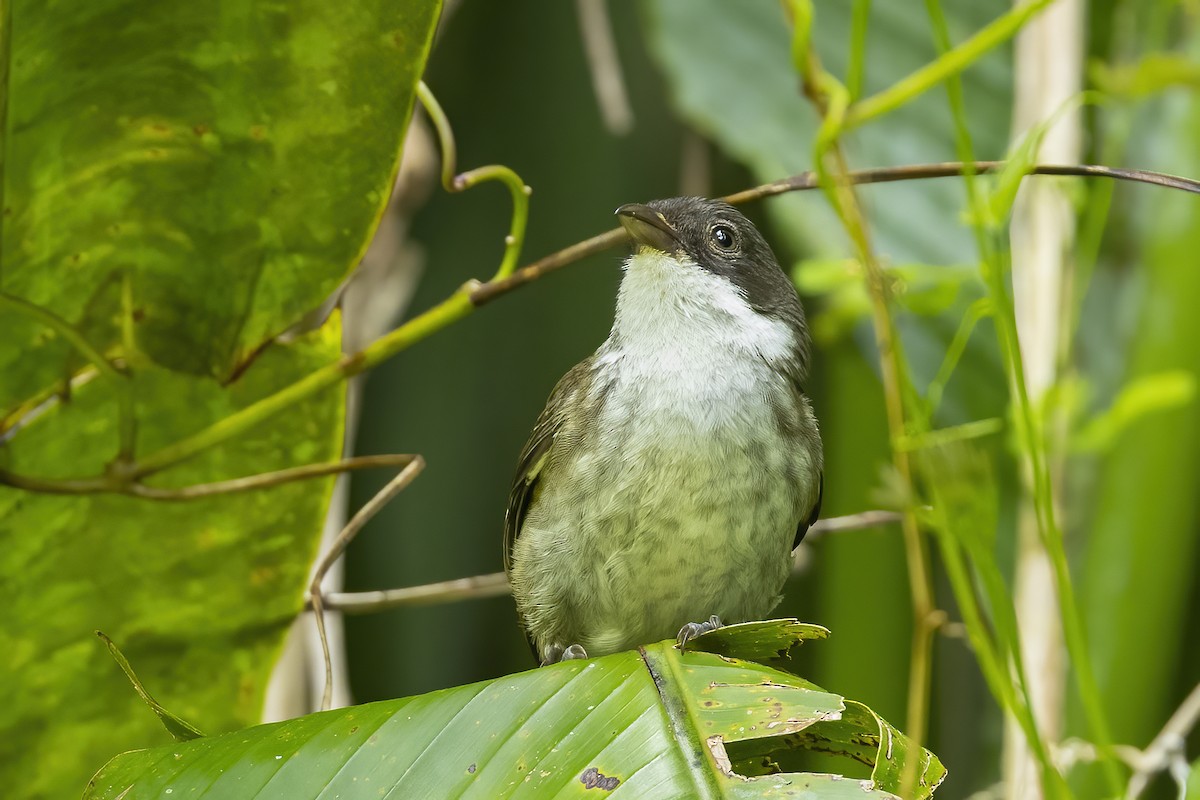 Puerto Rican Tanager - ML540898911