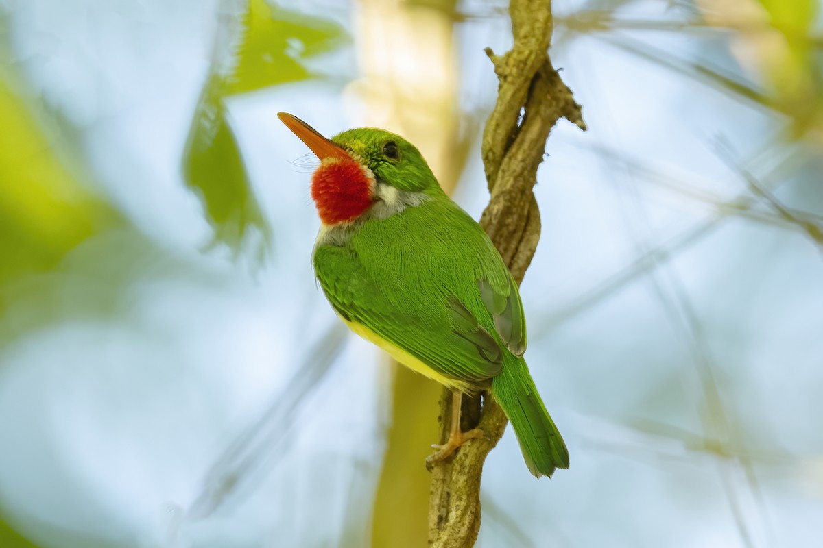 Puerto Rican Tody - ML540898981