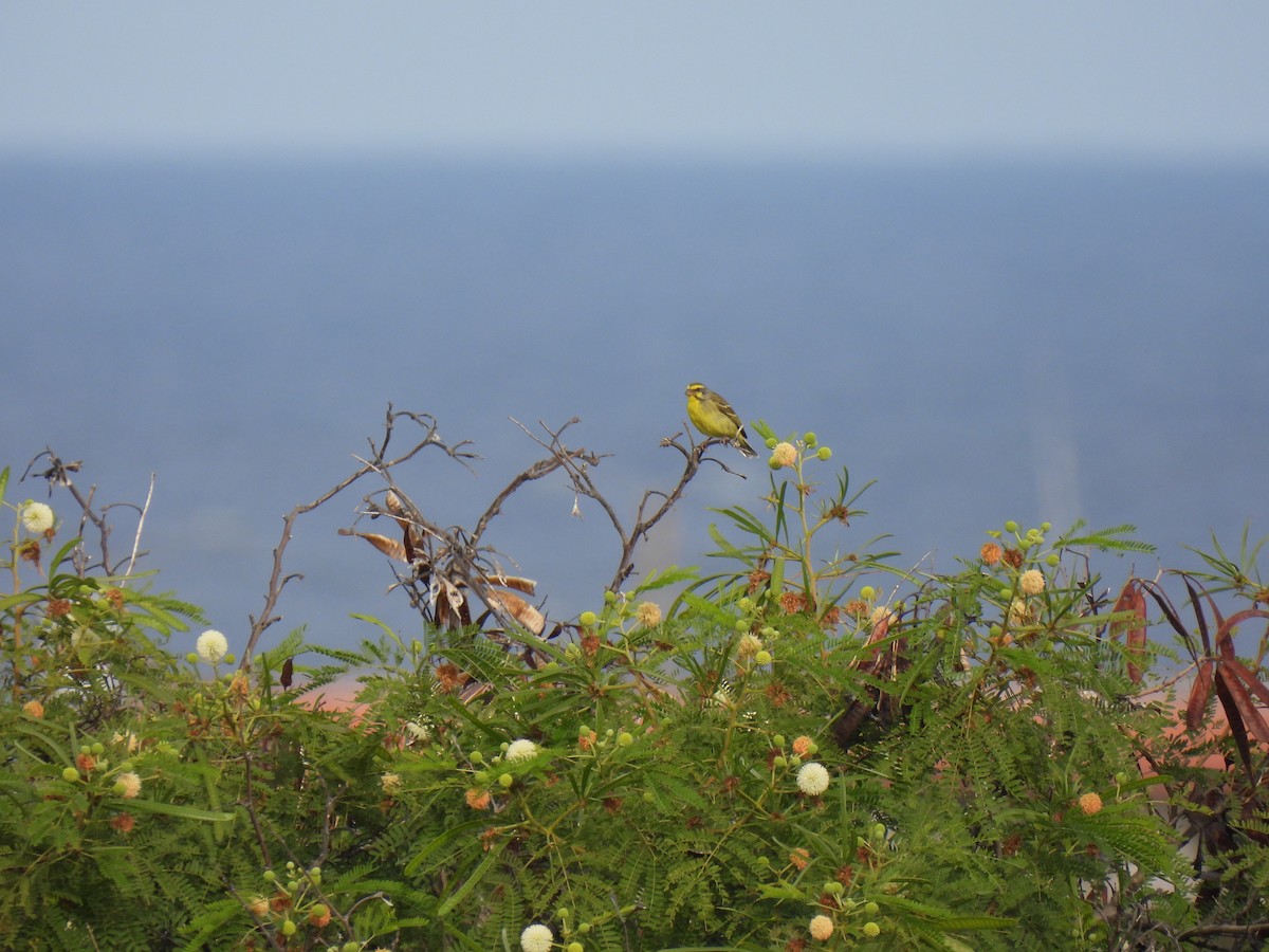 Yellow-fronted Canary - Jeff&Jenn Joffray