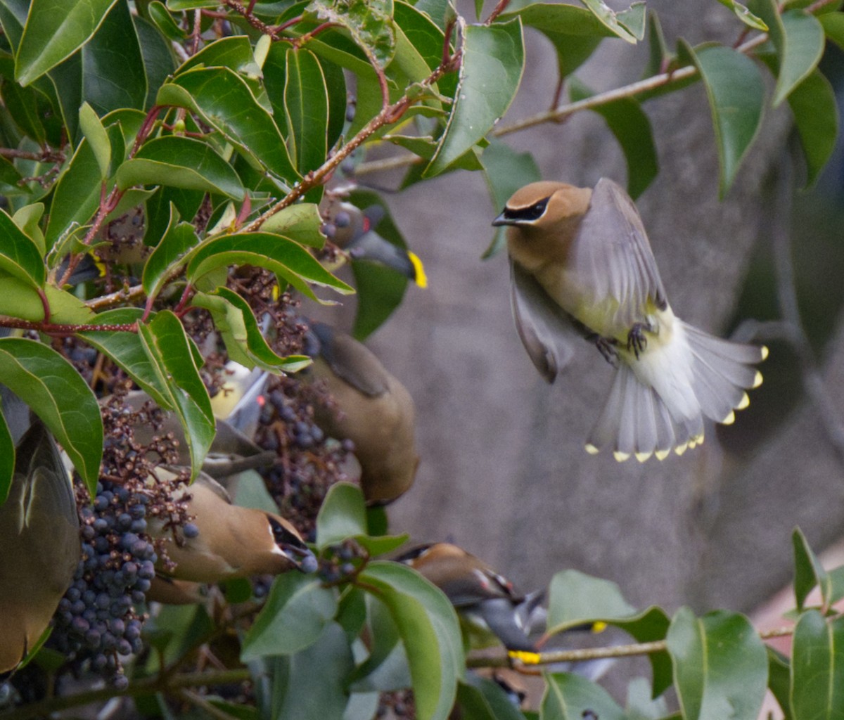 Cedar Waxwing - ML540900991