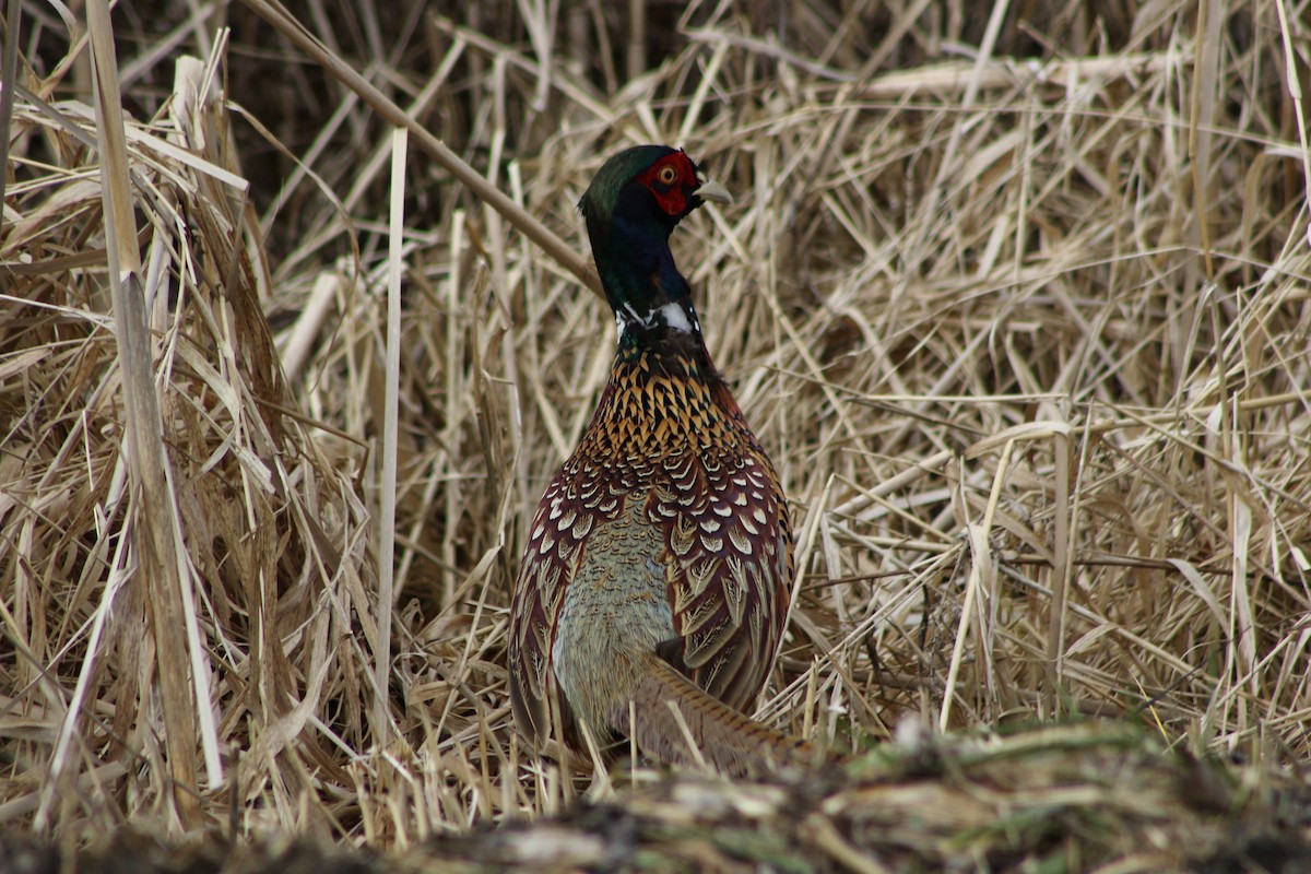 Ring-necked Pheasant - ML540901351